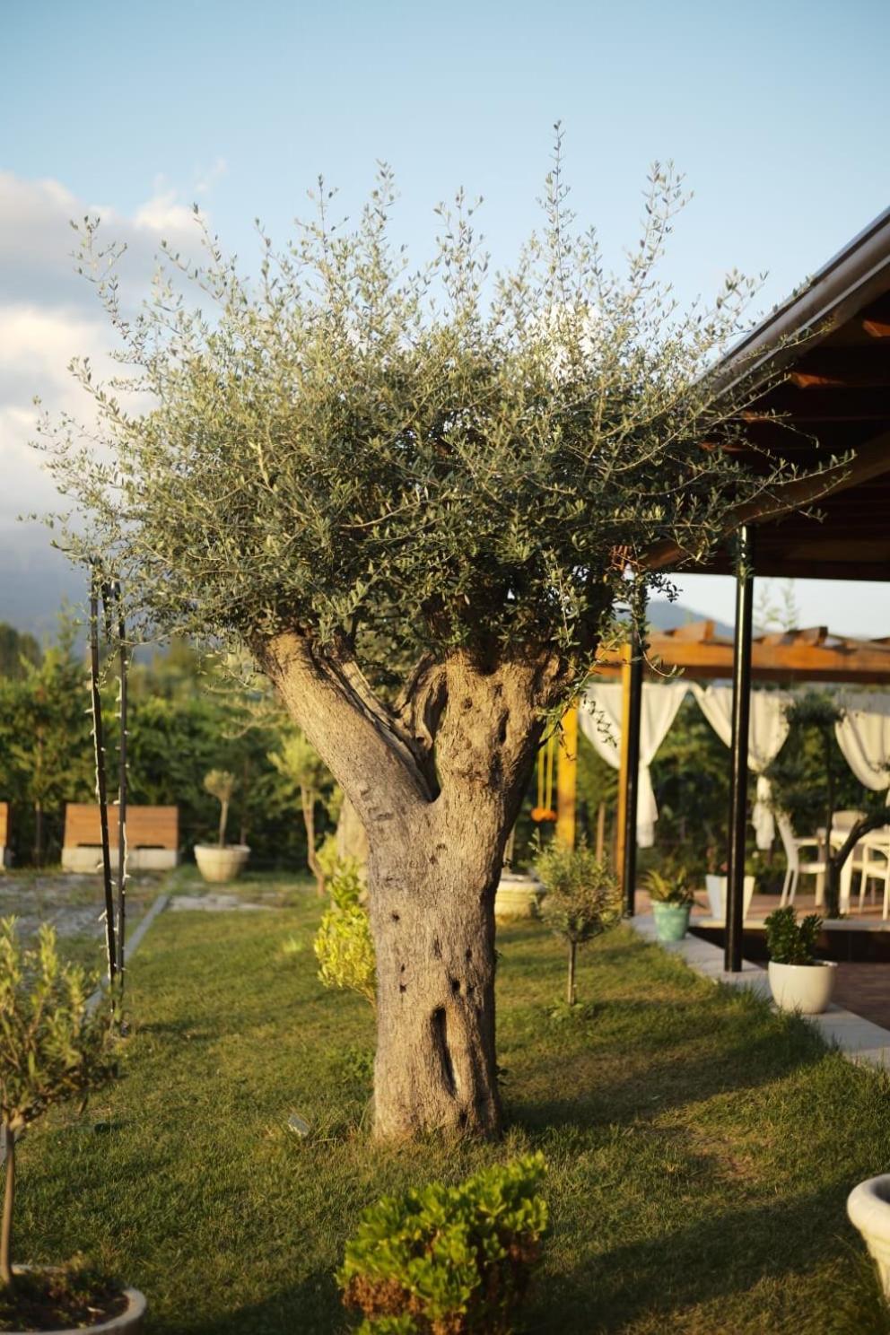 Natyra E Ishullit, Lezhe ,Ishull Shengjin, Lezhe, Alessio, Shengjin Hotel Exterior foto